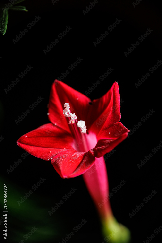 Fototapeta premium Cypress vine, Ipomoea quamoclit in Black Background 