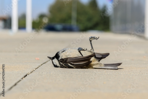 Decline in tit populations in urban areas due to collisions with shiny and transparent surfaces on buildings and predation by cats