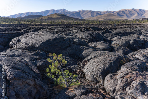 Fotografie Pinus flexilis, the limber pine, Rocky Mountain white pine