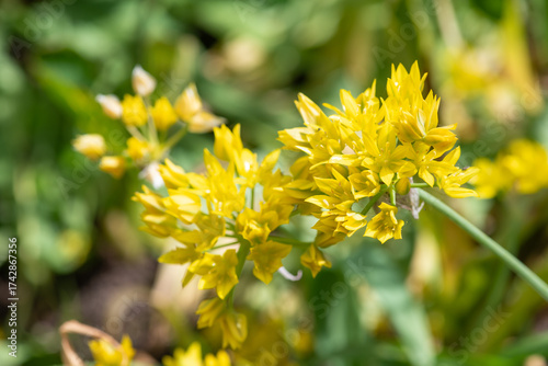 Photography Yellow garlic (allium moly) flowers