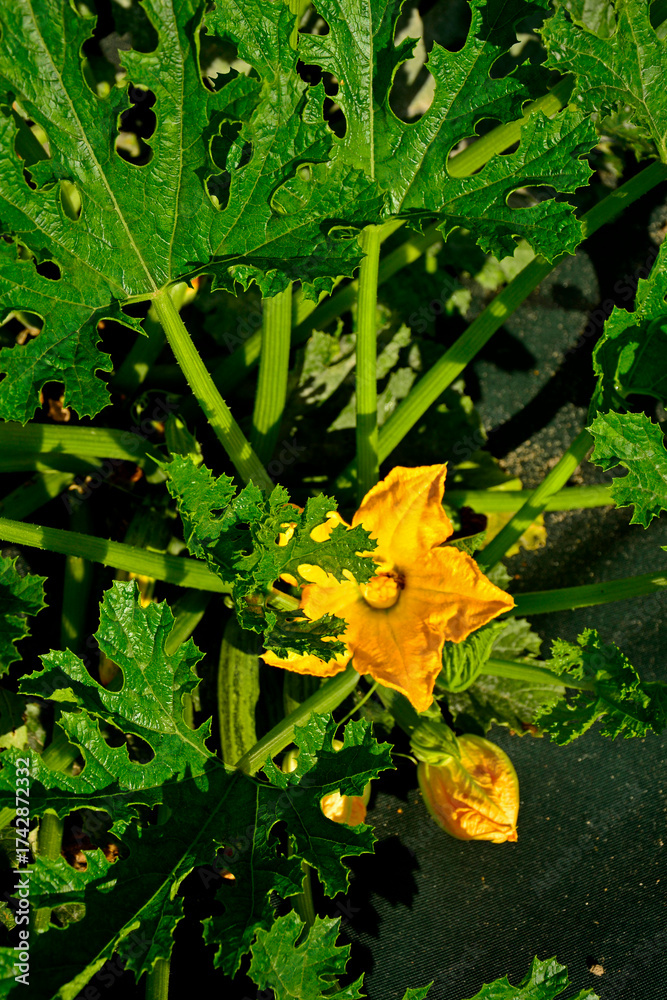 Fototapeta premium żólty kwiat cukinii z prszczołą, która go zapyla, pszczoła zapylajaca kwiat cukinii, Cucurbita pepo, bee pollinating a zucchini flower