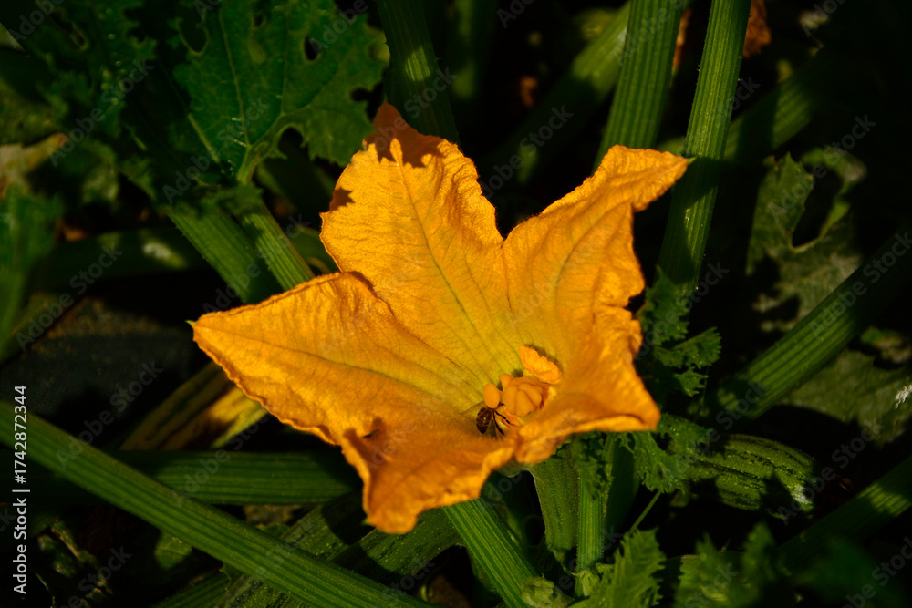 Fototapeta premium żólty kwiat cukinii z pszczołą, która go zapyla, pszczoła zapylajaca kwiat cukinii, Cucurbita pepo, bee pollinating a zucchini flower 