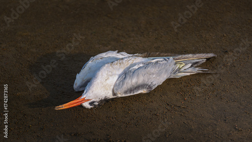 Dead seagull on the sand