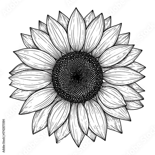 Detailed black and white sunflower
