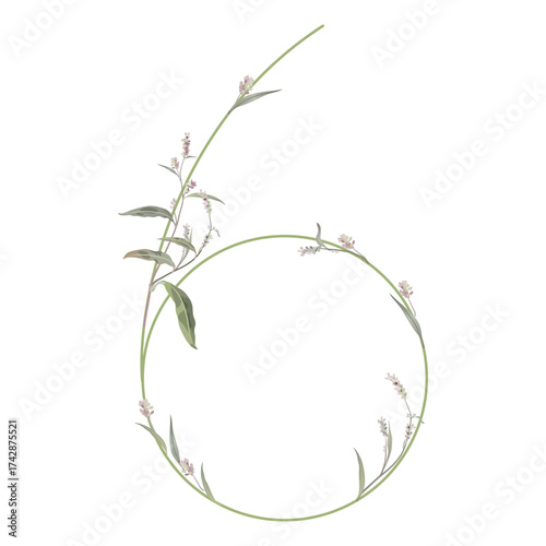 Digit 6 with floral motifs. Numeral six. Botanical font with herbs and wildflowers. Blooming green branches of Polygonum plant. Knotweed or Smartweed flower. Isolated on white background.