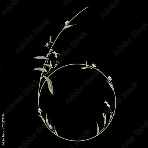 Digit 6 with floral motifs. Numeral six. Botanical font with herbs and wildflowers. Blooming green branches of Polygonum plant. Knotweed or Smartweed flower. On black background.