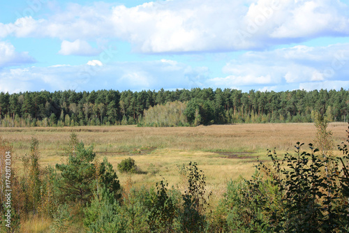 The Loben, a Sphagnum Bog near Hohenleipisch in Brandenburg, Germany

