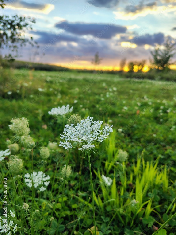 Obraz premium spring meadow with flowers