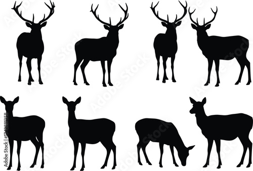 Silhouette deer collection with male and female variations, antler diversity, wildlife poses, zoological illustration, taxonomy reference, nature art