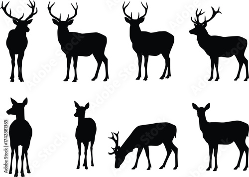 Silhouette deer collection with male and female variations, antler diversity, wildlife poses, zoological illustration, taxonomy reference, nature art