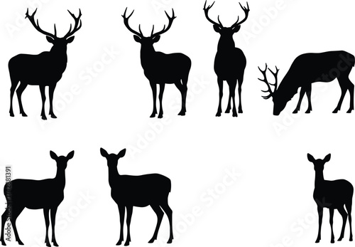 Silhouette deer collection with male and female variations, antler diversity, wildlife poses, zoological illustration, taxonomy reference, nature art