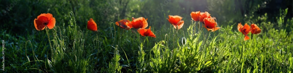 Fototapeta premium Red poppies in a field of green grass with sunlight springtime floral scene