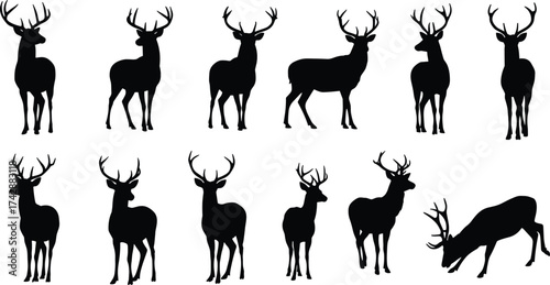Silhouette deer collection with antler variations, wildlife poses, zoological illustration, animal taxonomy, environmental design, biodiversity reference, nature art