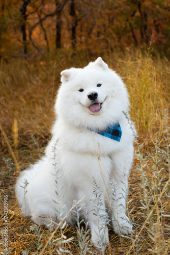 Siberian Samoyed Dog Portrait Outdoors