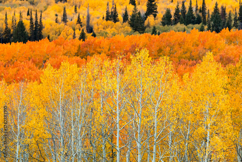 Colorful Aspen Forest in Fall Season