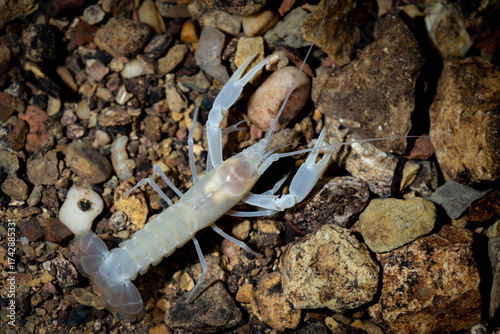Blind Cave Crayfish 