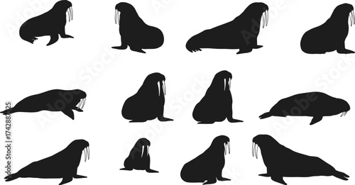 Walrus silhouette collection vector set, arctic marine animal illustration, sea wildlife design, ocean creature artwork, aquatic mammal graphic for nature themes