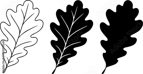 Oak leaf silhouette and outline vector black icon isolated illustration image decal design