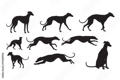 Silhouettes of greyhounds in various poses, including running and sitting, isolated on white isolated on transparent background
