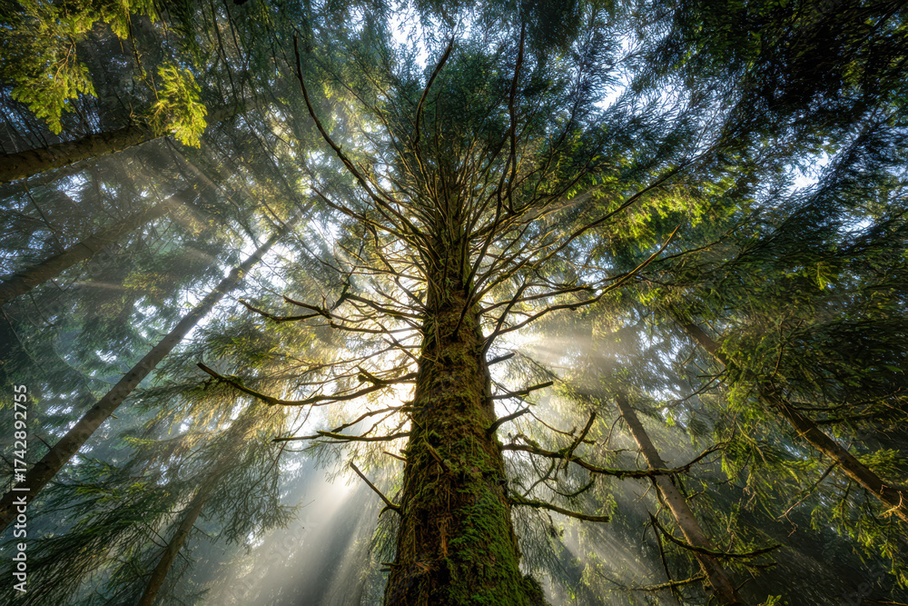 Obraz premium Sunlight rays piercing through dense evergreen forest canopy as seen from the base of a tall, moss-covered tree in a serene woodland setting