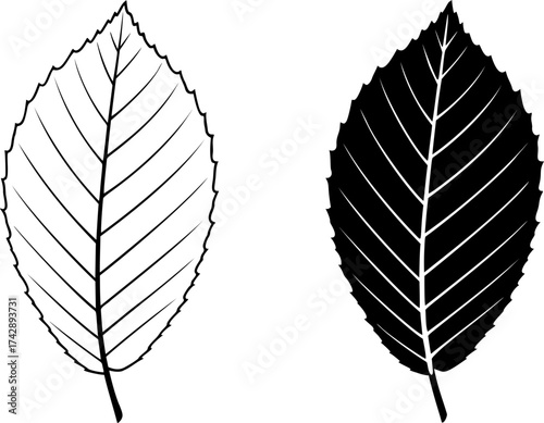 Beech leaf silhouette and outline vector black icon isolated illustration image decal design