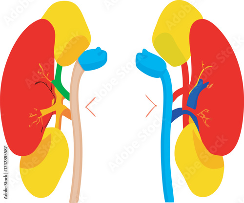 Colorful anatomical diagram of human kidneys and adrenal glands medical illustration
