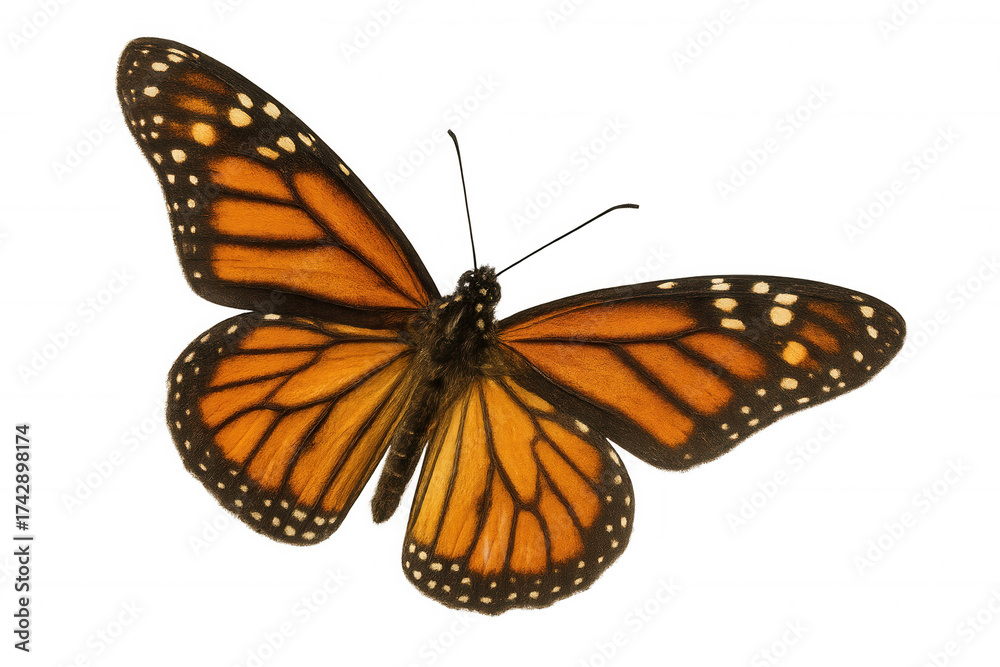 Fototapeta premium Monarch butterfly with orange and black wings isolated, showing intricate patterns, nature and insect freedom concept
