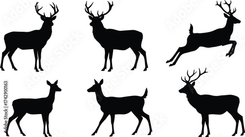 Silhouette deer collection with male and female variations, antler diversity, wildlife poses, zoological illustration, taxonomy reference, nature art