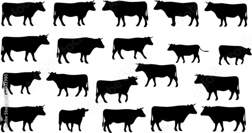 Seamless pattern of diverse black cow silhouettes. Various cattle breeds and poses create a repeating farm animal background on white.