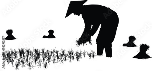 Rice harvesting silhouette illustration in paddy field, traditional rural labor and agriculture concept artwork for culture and sustainability