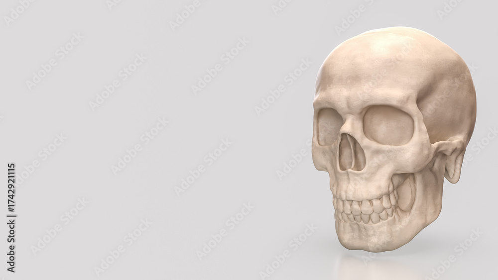 Fototapeta premium The Skull for Education or Sci concept 3d Rendering.
