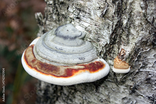 Tinder Fungus in a German Forest in Lower Lusatia
