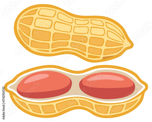 Peanut Shell Open Revealing Two Red Kernels Inside, Illustrated