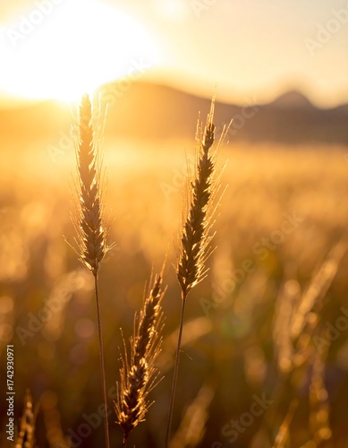 Golden wheat field at sunset