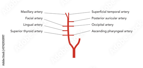 Human head arteries medical diagram, external carotid system branching, labeled vessels, anatomical illustration, science education reference