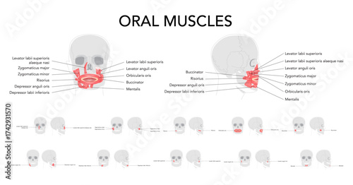 Oral muscles anatomy diagram, labeled structures include orbicularis oris, zygomaticus major, zygomaticus minor, risorius, buccinator, mentalis, levator labii, depressor oris, educational reference