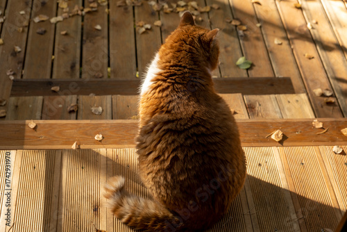 The ginger cat sits on a terrace on a sunny autumn day