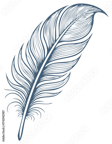 Elegant Single Feather Detailed Illustration Artistic Vintage Style