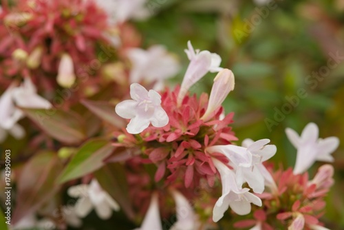 Plant list 2025 - Abelia x grandiflora