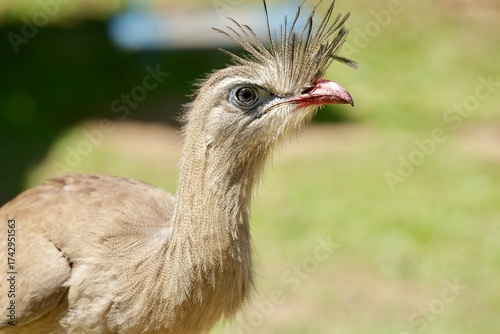 Com seu olhar atento e postura elegante, a seriema representa a beleza indomável do Cerrado brasileiro. Uma ave icônica, símbolo da liberdade e da força da natureza selvagem sob a luz do sol.