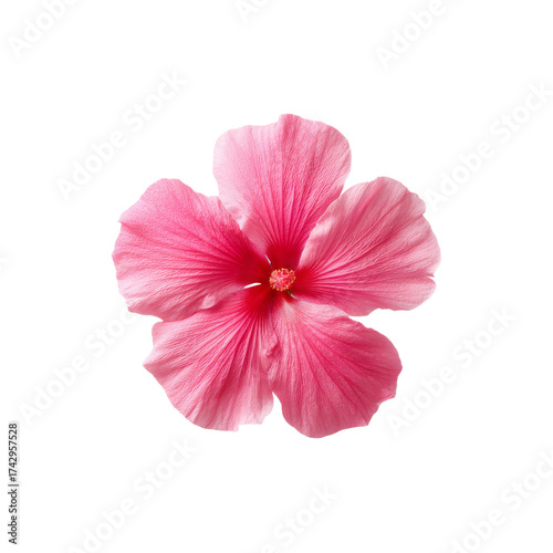 Vibrant Pink Hibiscus Flower on a Clear Background, Showcasing Delicate Petals and Natural Beauty