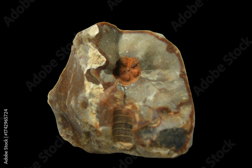 Sea Lily, Fossil Imprint of a Stem Segment of a Crinoid in Flintstone from the Cretaceous from the Baltic Sea, Germany
