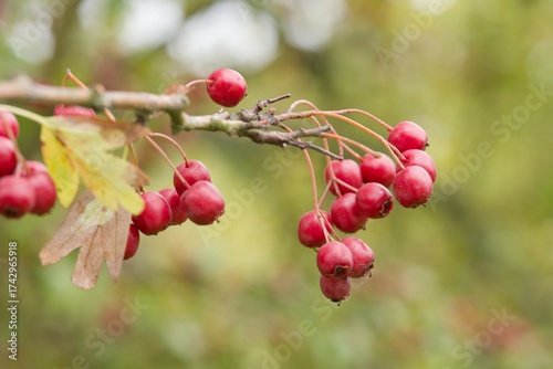 Plant list 2025 - Crataegus monogyna (Common hawthorn)