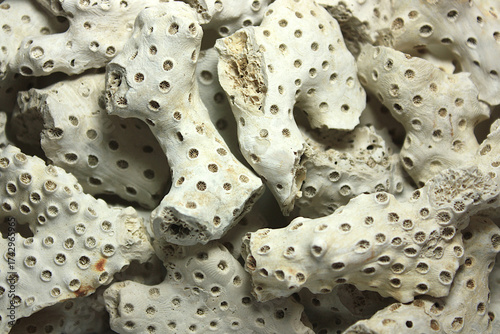 Dead Corals from Florida
