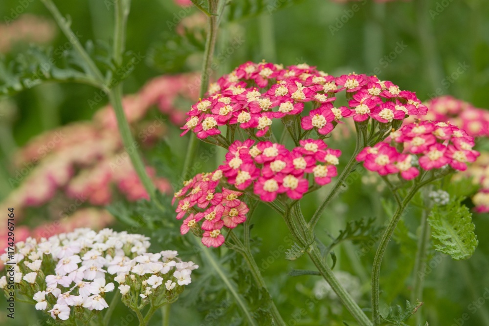 Obraz premium Plant list 2025 - Achillea millefolium (Common Yarrow) - Red-Pink Variety