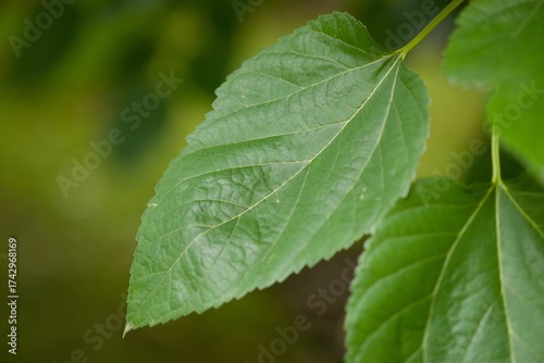 Plant list 2025 - Morus latifolia (White Mulberry Spirata)