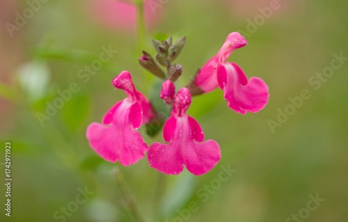 Plant list 2025 - Salvia microphylla (Autumn sage)