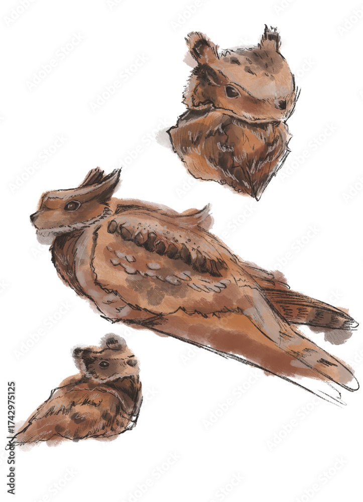 Fototapeta premium Watercolor illustration of a bird with brown feathers bird is depicted in various poses, showcasing its unique features textures.