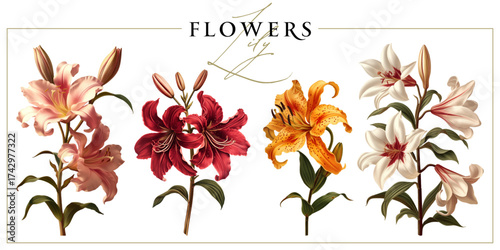 Colorful lily flowers isolated on a white background. Vintage painting style illustration.