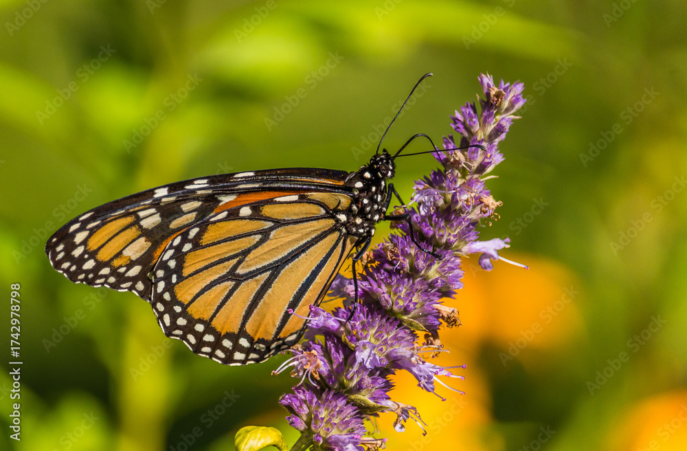 Naklejka premium Beautiful Monarch butterfly on Purple wildflower
